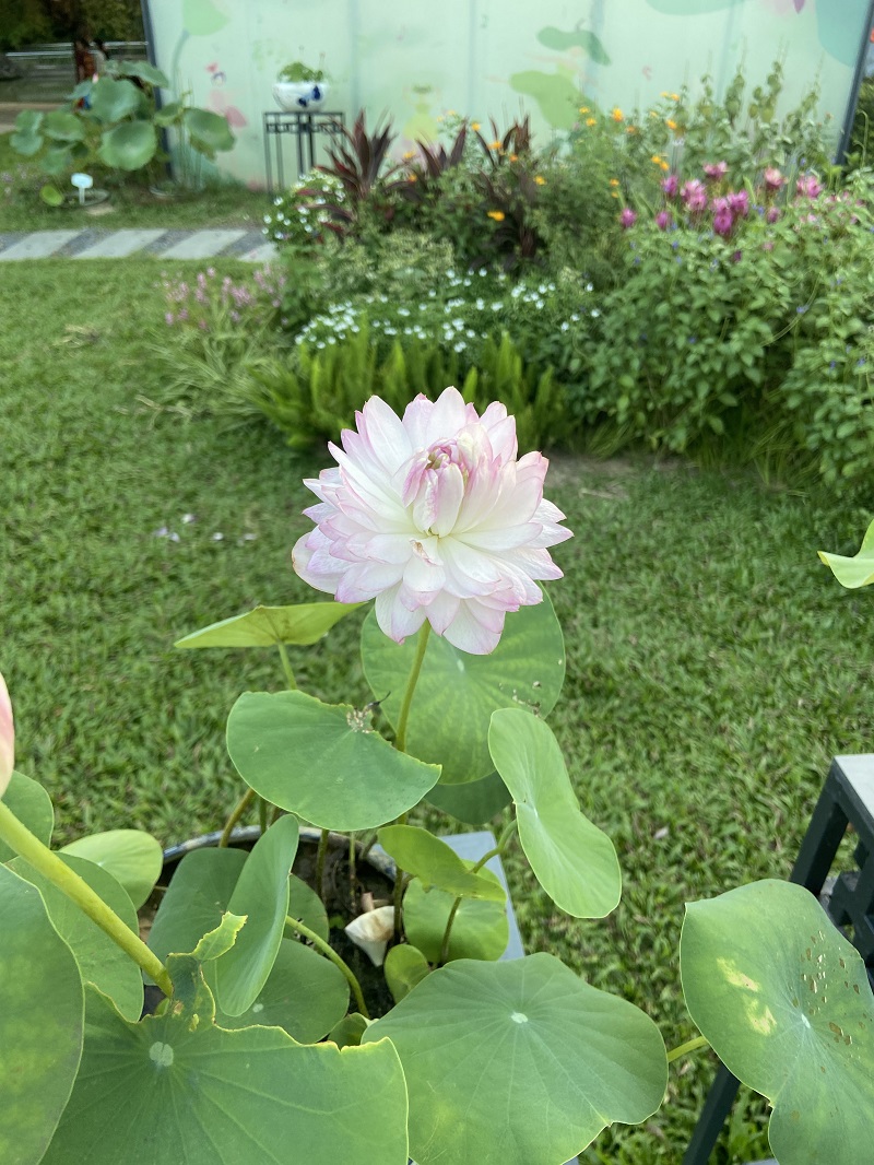 荷花 莲花 水芙蓉 荷花 莲花 水芙蓉